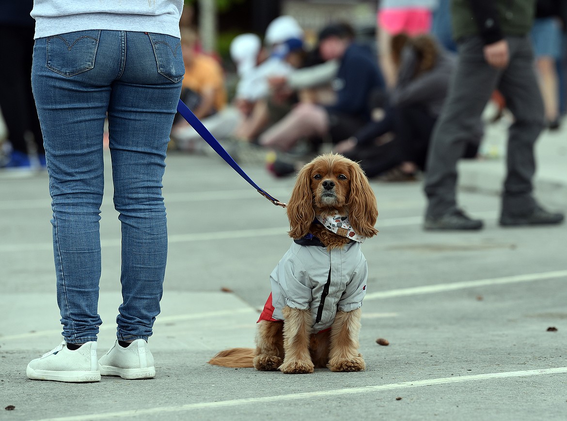 One of the canine spectators at the finish line of the Whitefish Marathon on May 18, 2024. (Julie Engler/Whitefish Pilot)