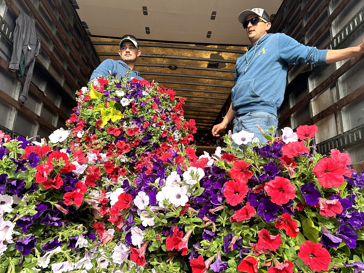 Clint Baxter, right, and Haydn McKee with Aspen Nursery take a look around after setting flower baskets in place for volunteers to pick up in downtown Coeur d'Alene on YTuesday.