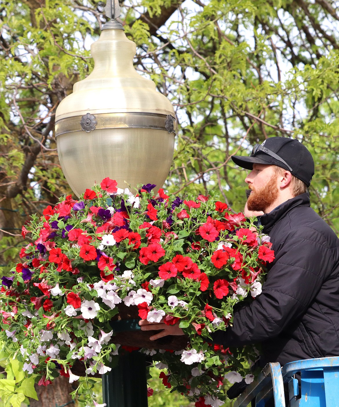 Josh Mason with The Coeur d'Alene Resort puts a flower basket in place on Sherman Avenue on Tuesday.