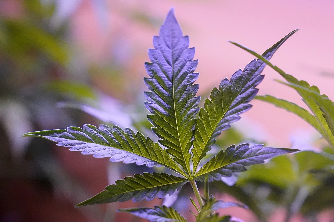 Marijuana plants are displayed at a shop in San Francisco, Monday, March 20, 2023. Daily and near-daily marijuana use is now more common than similar levels of high-frequency drinking in the U.S., according to an analysis of survey data over four decades, according to research published Wednesday, May 22, 2024, in the journal Addiction. (AP Photo/Jeff Chiu, File)ff