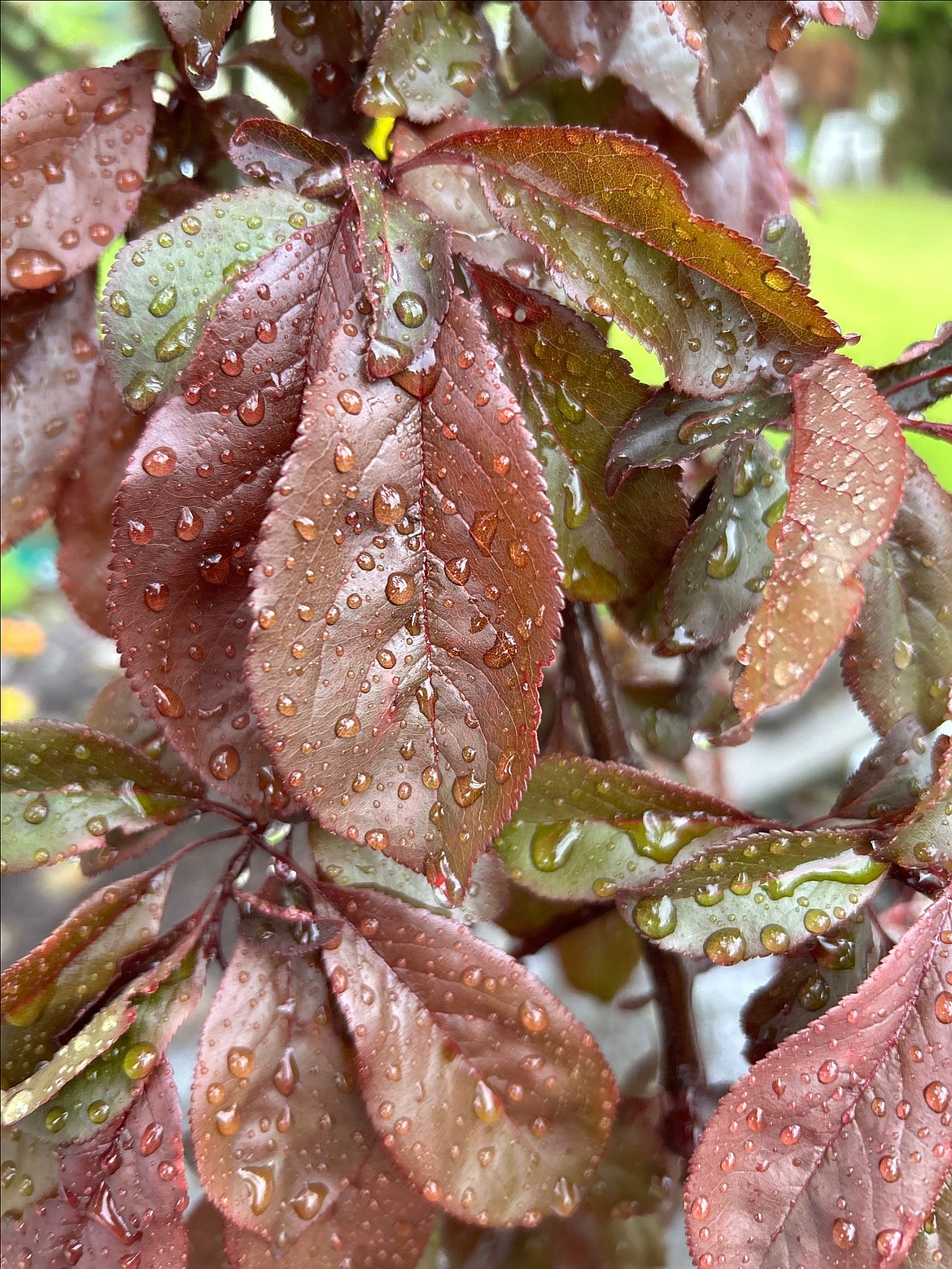 Raindrops glisten on leaves in Coeur d'Alene on Wednesday.