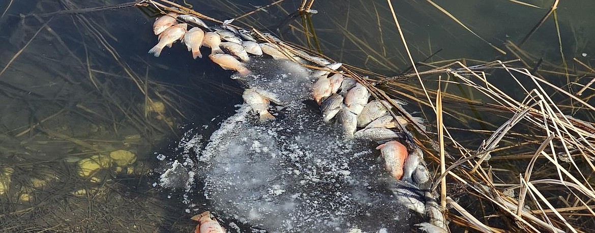 Dead goldfish were killed by rotenone after being illegally released into Castle Rocks pond.