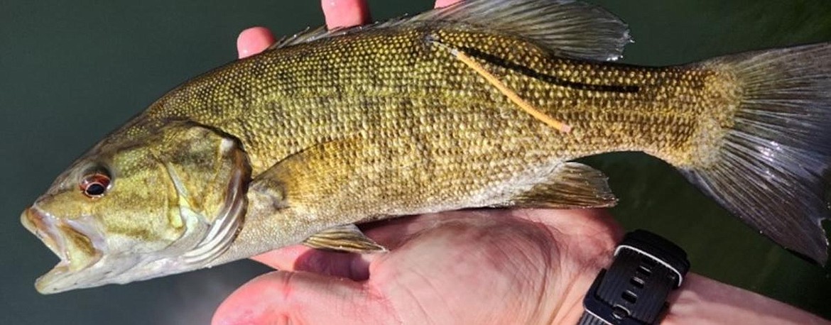 A recent summary of bass tagging data provides an interesting perspective on Idaho fisheries. Smallmouth bass  are mainly found in lakes and reservoirs, other than a few river populations.