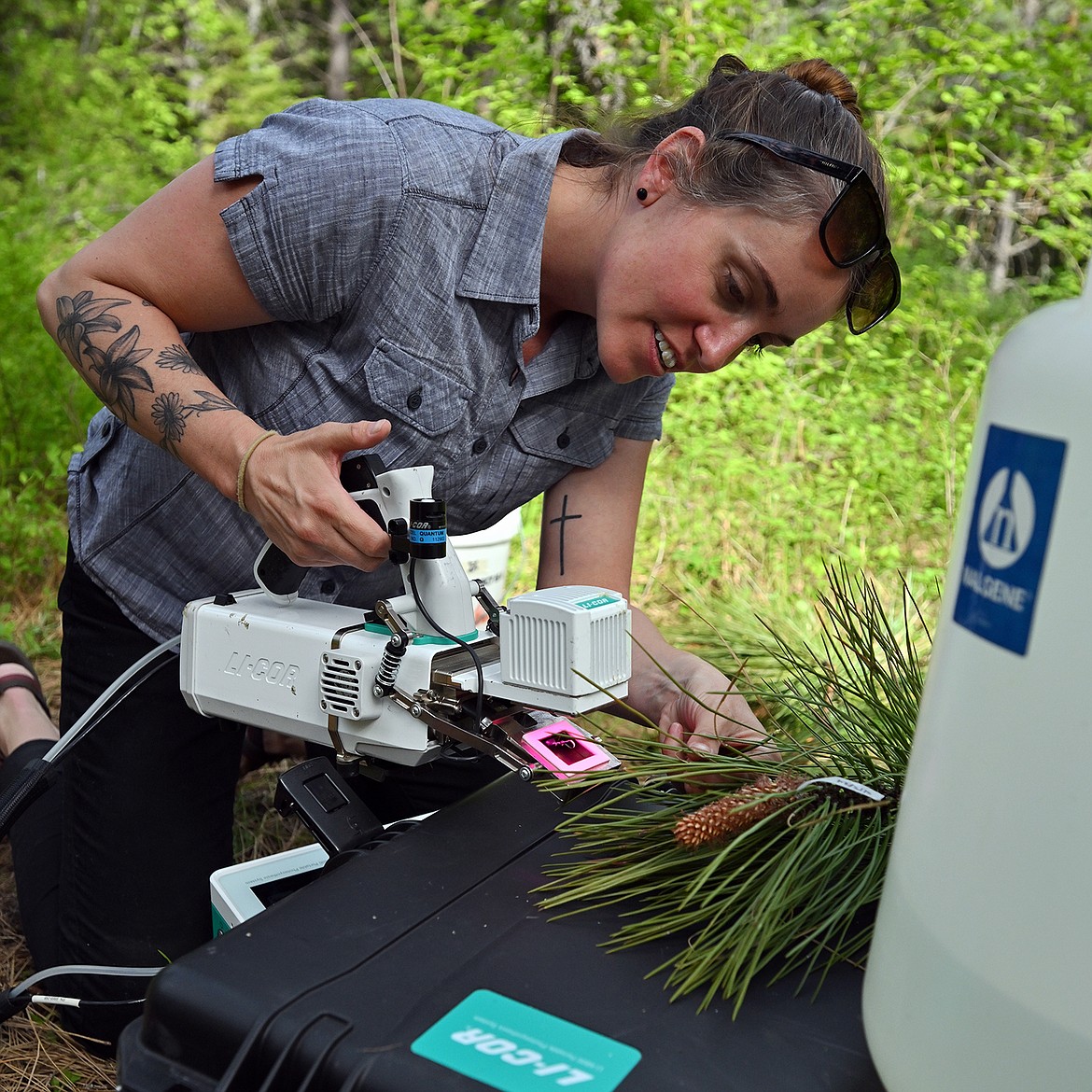 Kelsey Bryant assays photosynthetic capacity from a ponderosa pine branch sampled via the “shotgun method.”