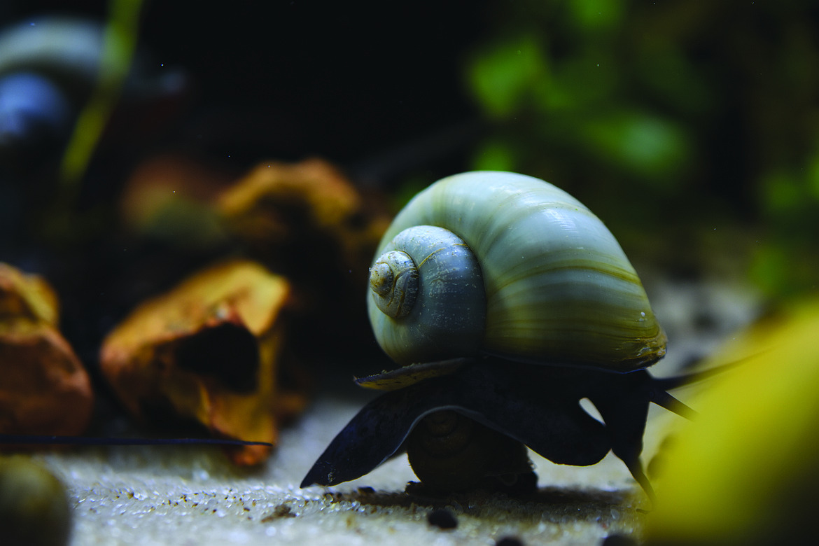 A mystery snail in a freshwater aquarium. (Shutterstock)