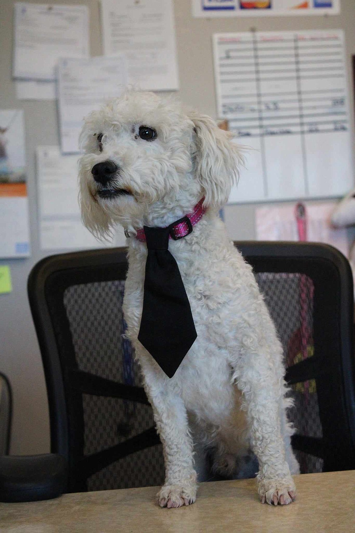 Oofy Goofy put on a tie and sat up at the desk in the Adams County Pet Rescue office, being a dog who likes that sort of work.