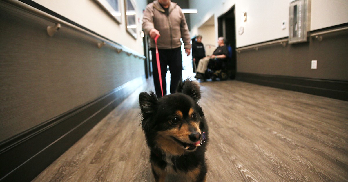 Therapy dog brings joy, comfort to Idaho State Veterans Home Post Falls