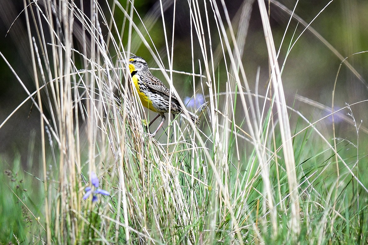 A western meadowlark in the tall grass at the Bison Range on Sunday, May 19. (Casey Kreider/Daily Inter Lake)