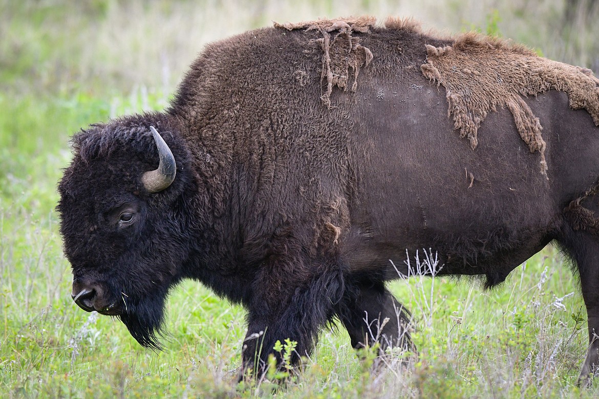 A bison grazes along Red Sleep Mountain Drive at the Bison Range on Sunday, May 19. (Casey Kreider/Daily Inter Lake)