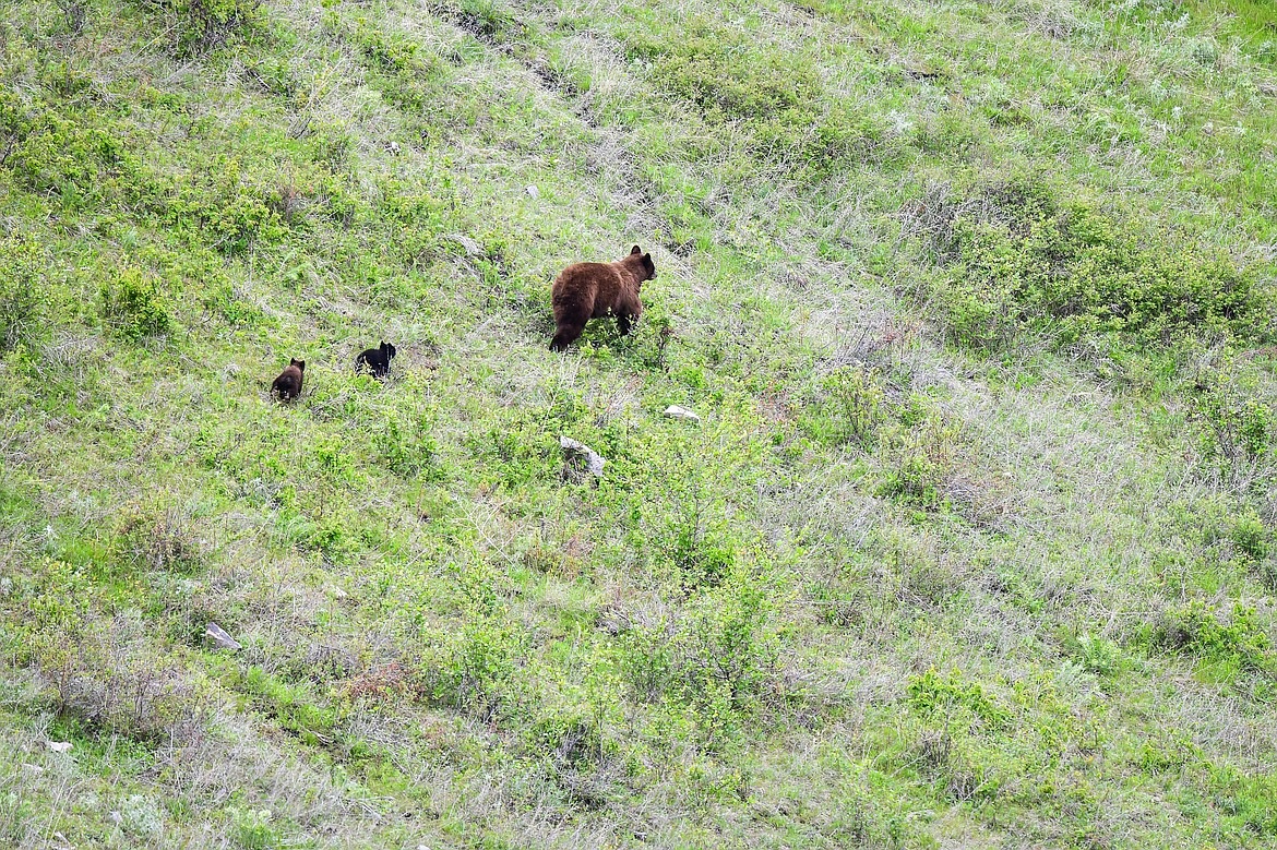 A cinnamon phase black bear sow and her two tiny cubs traverse a hillside after twice crossing over Red Sleep Mountain Drive at the Bison Range on Sunday, May 19. (Casey Kreider/Daily Inter Lake)