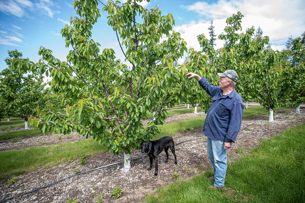 Bruce Johnson checks out his cherry trees, noticeably blossom-free, in his Sunset Bay orchard Thursday, May 23. (Avery Howe/Bigfork Eagle)