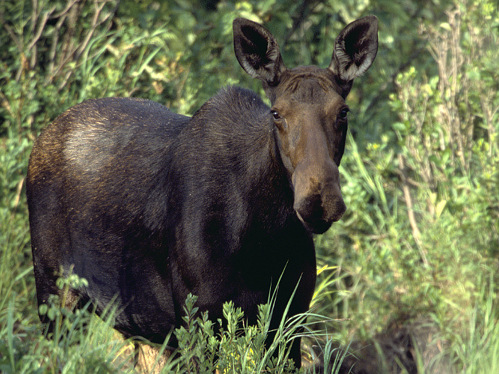 When recreating outdoors remember that thick vegetation and rushing water can make moose and other wildlife harder to see and hear, contributing to surprise encounters.