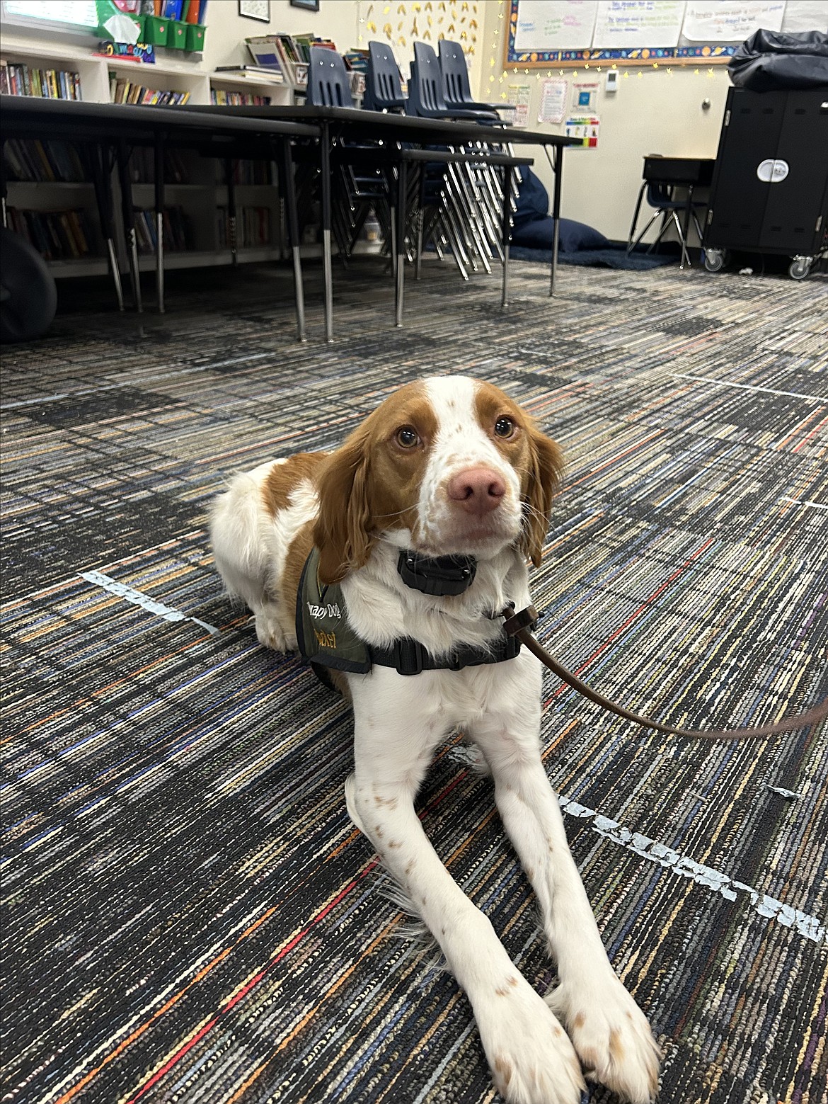 Kootenai County Sheriff's Office therapy dog Rocket was one of four support canines written about by NExA students in a series of essays.