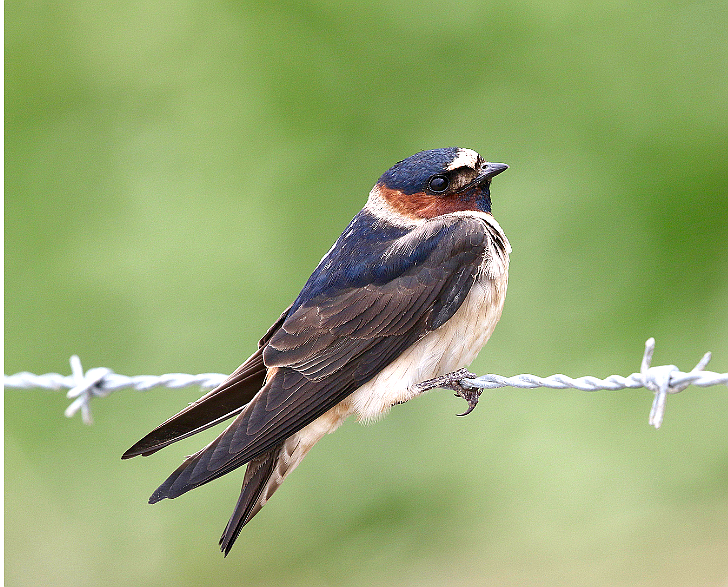 Idaho is home to six different swallows: bank swallows, barn swallows, cliff swallows, northern rough-winged swallows, tree swallows, and violet-green swallows.
