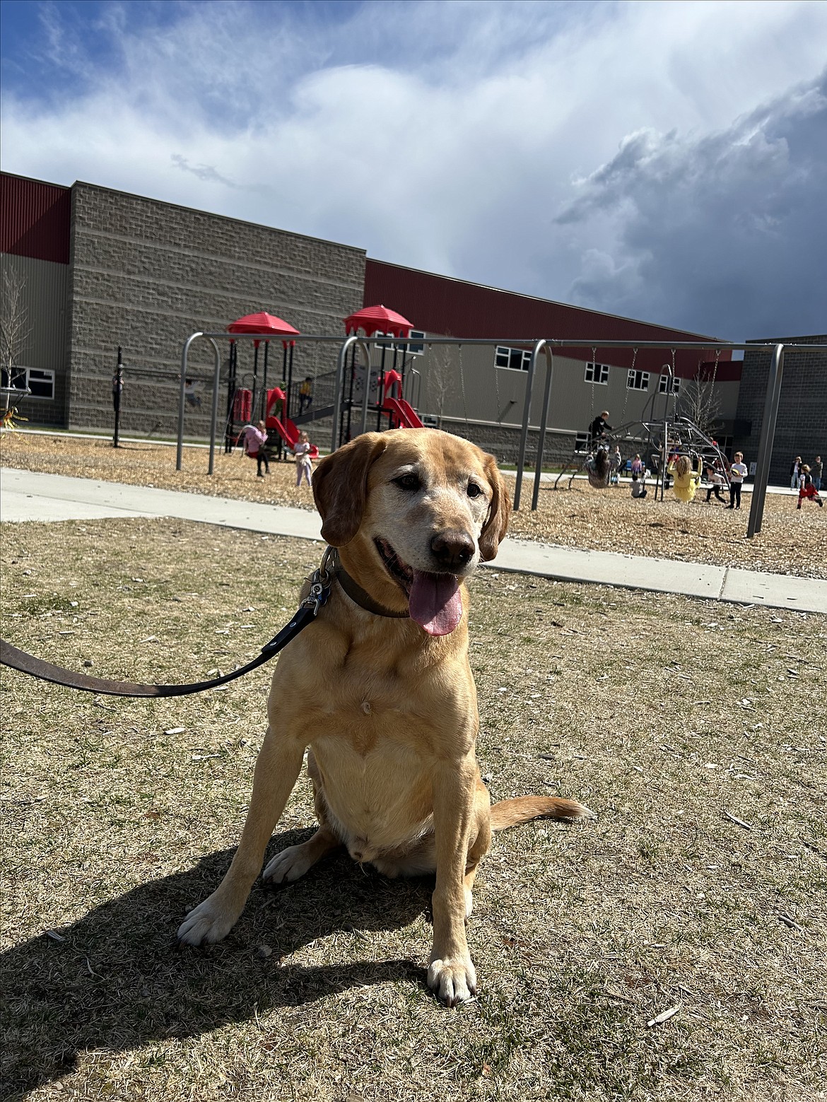 Murphy saves lives as a Search and Rescue dog. He was one of four support dogs Northwest Expedition Academy students focused on in a series of op-eds they submitted to The Press.