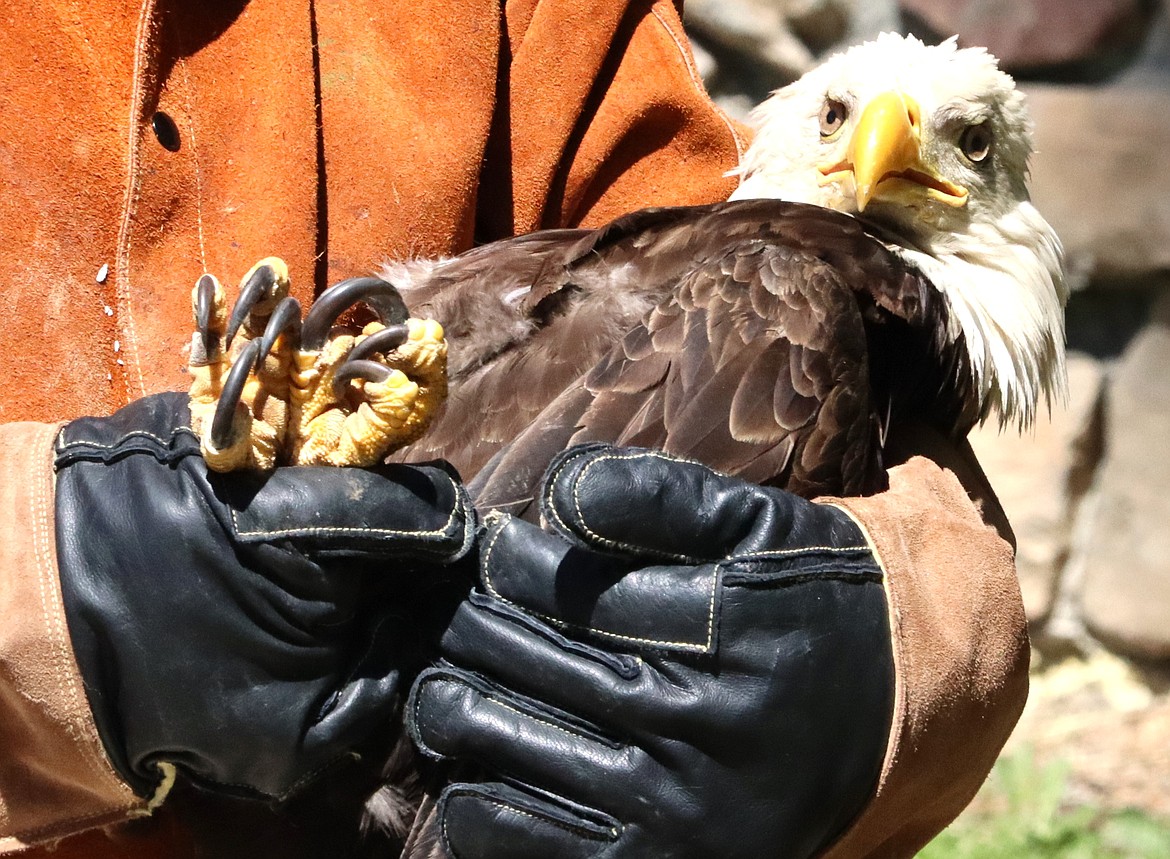 A bald eagle rests in Don Veltkamp's arms before being released on Thursday.