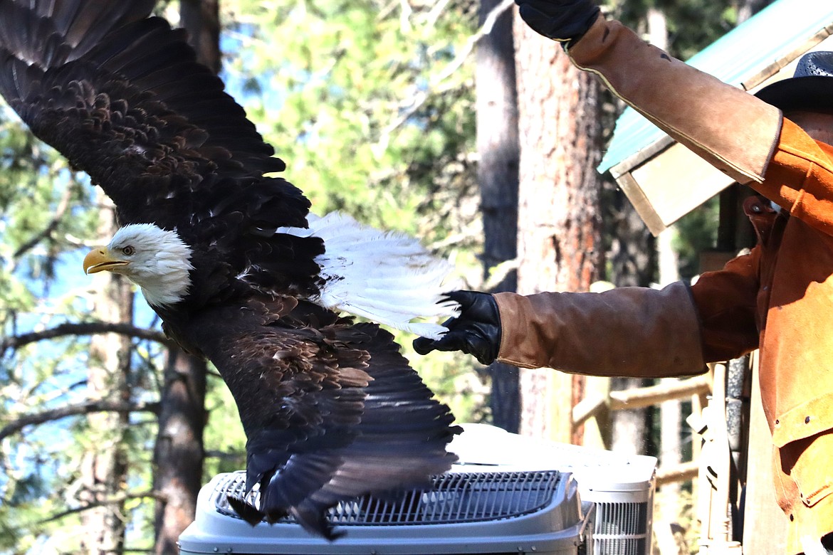 Don Veltkamp with Birds of Prey Northwest releases a bald eagle at Camp Lutheran on Thursday.