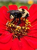 Brighten your vegetable patch with brilliant blooms