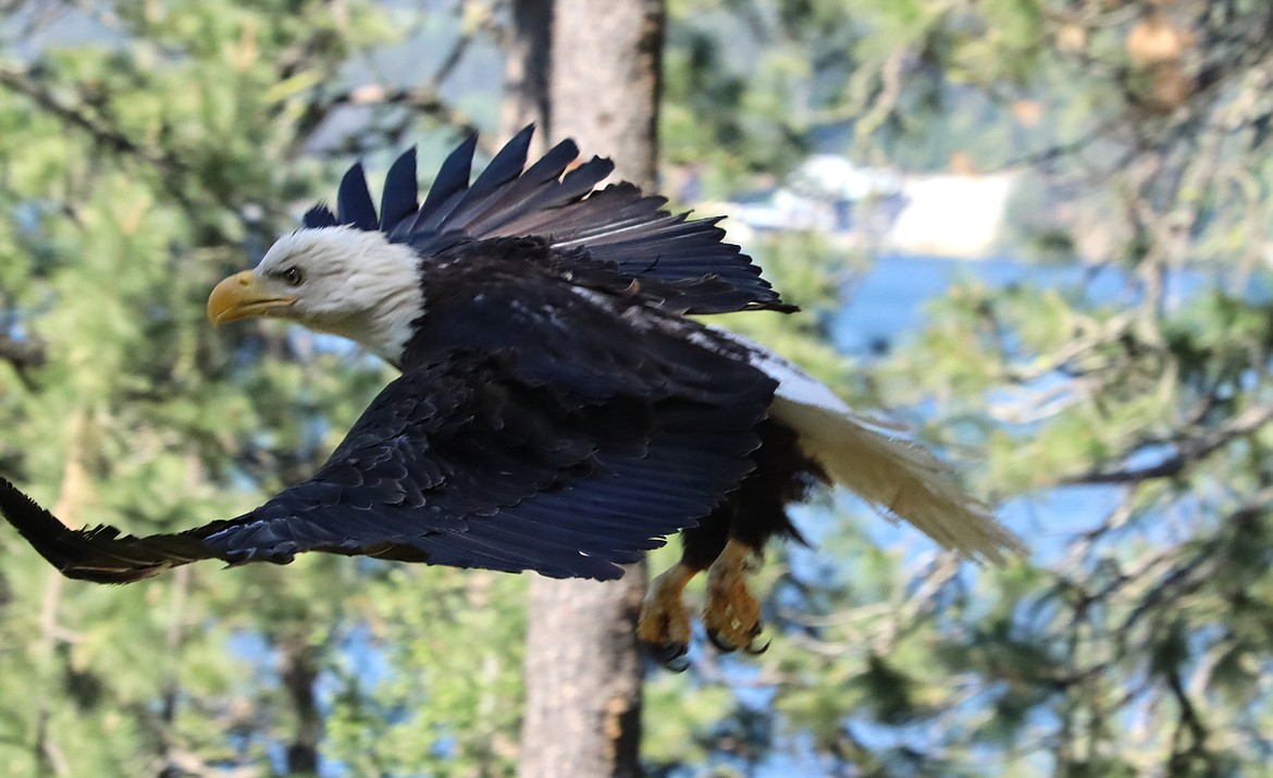 A bald eagle takes flight after being released on Thursday by Birds of Prey Northwest.