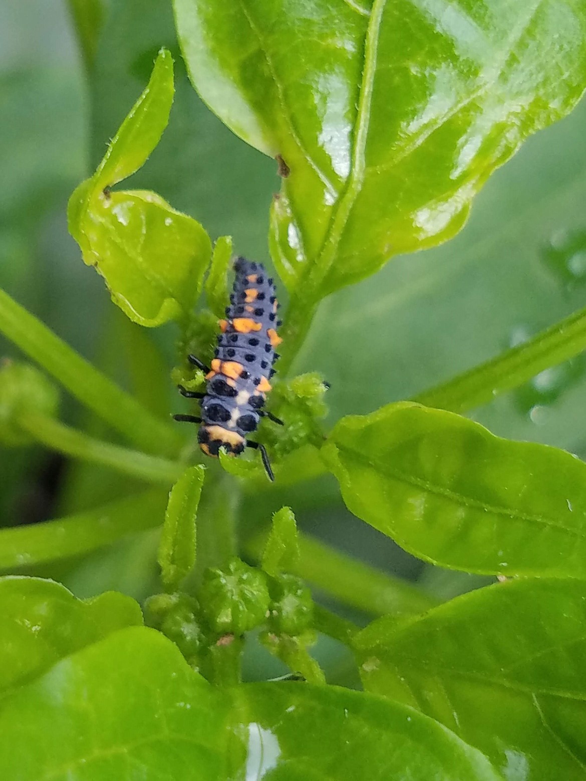 Before using any pesticide, identify the insect at hand. This scary looking insect is actually an immature ladybug. It will consume many more aphids than an adult ladybug.