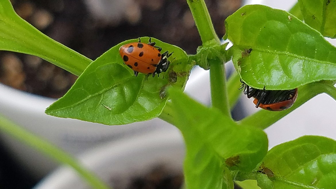 Ladybugs are one of the most common of the beneficial insects, eating many times its weight in aphids.