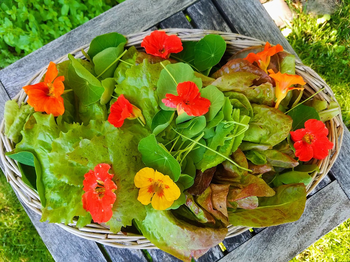 Many flowers are edible, like these nasturtium flowers and leaves. It adds color and a spicy crunch to a spring salad.
