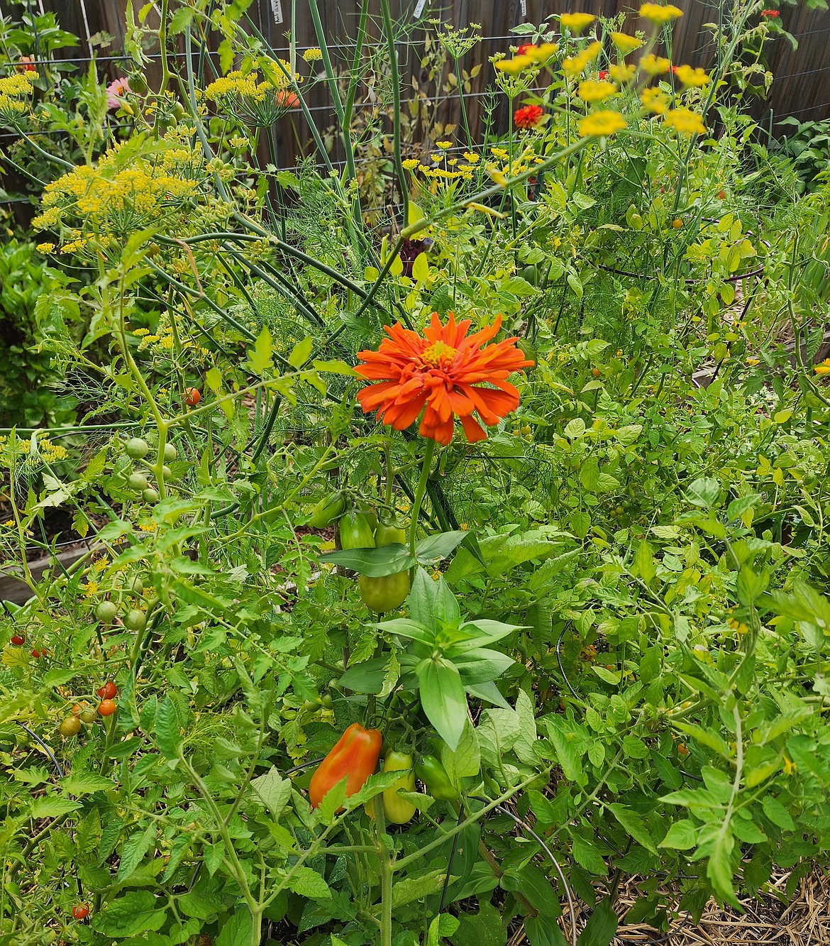 Flowers can add a pop of color to the monochromatic green of the vegetable garden.