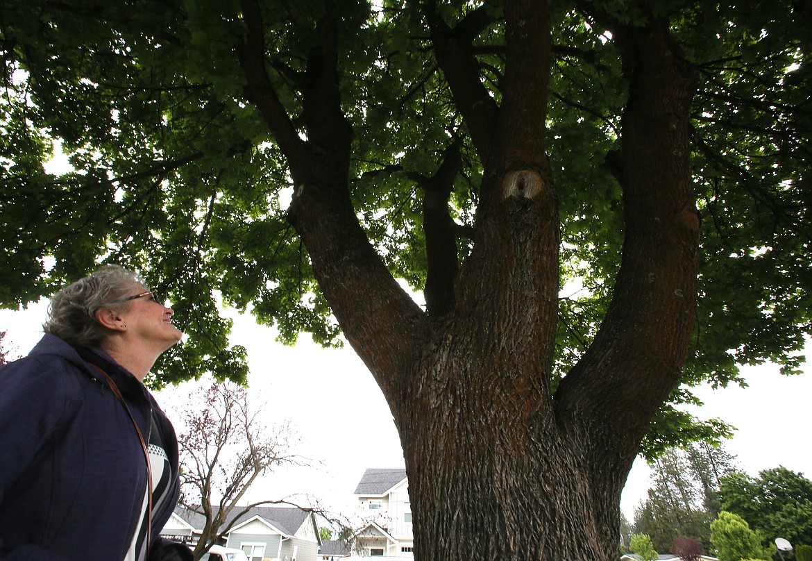 Former Borah Elementary School student Dina Hourlland smiles up at the tree that was planted on the school grounds in memory of her brother Ronnie Mills who was killed in 1972. “His last year here he broke all kinds of records for track and high jump, way back when,” she said.