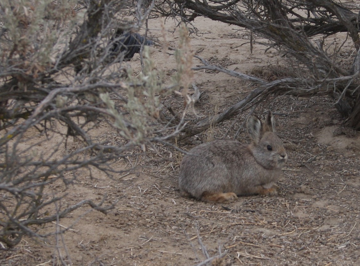 A Columbia Basin pygmy rabbit in the wild north of Ephrata. The Washington Department of Fish and Wildlife is seeking public comment on a recommendation to continue listing the rabbits as a state-endangered species. The bunnies and their preservation are somewhat controversial in that their presence can slow or stop development in some portions of the state due to their endangered status.