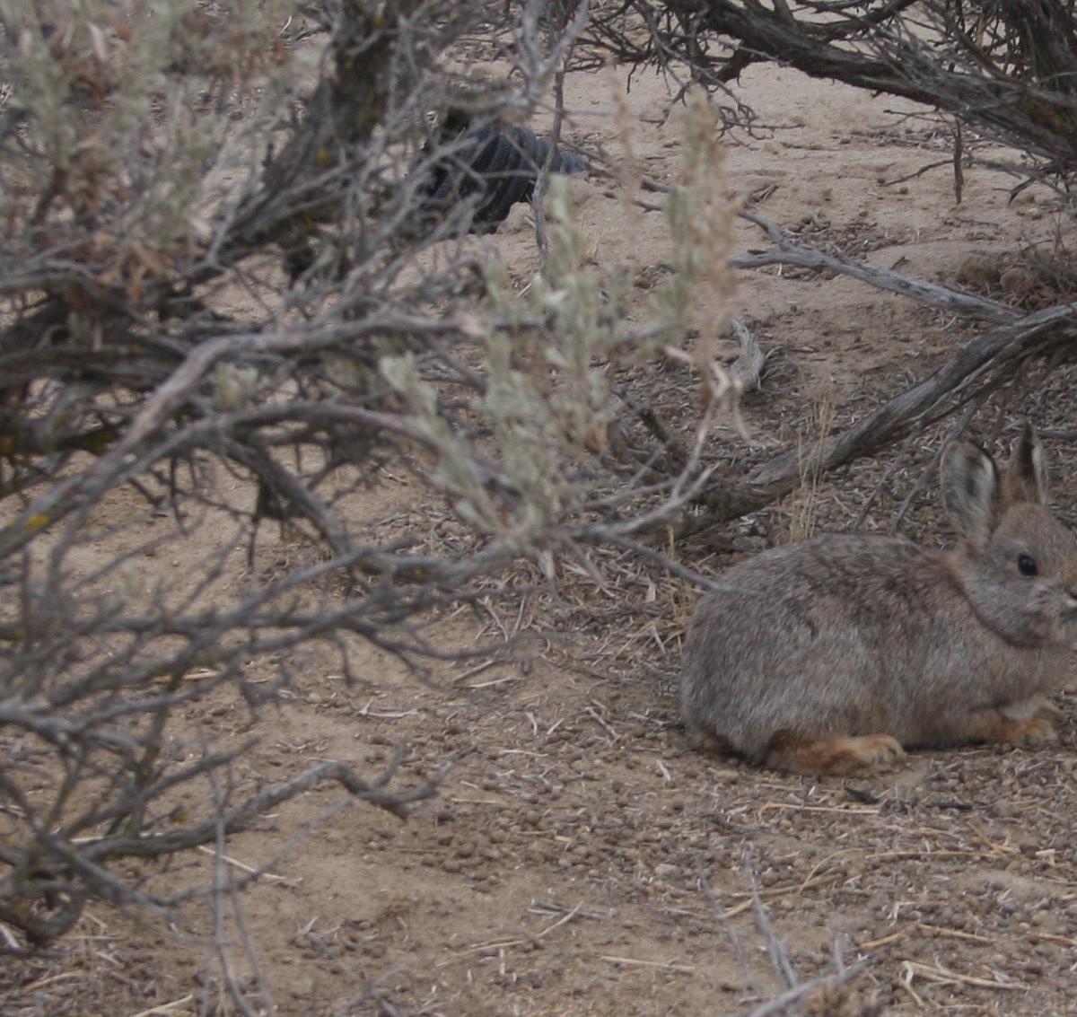 Pygmy Rabbit Community WDFW continues pygmy rabbit management | Columbia Basin Herald