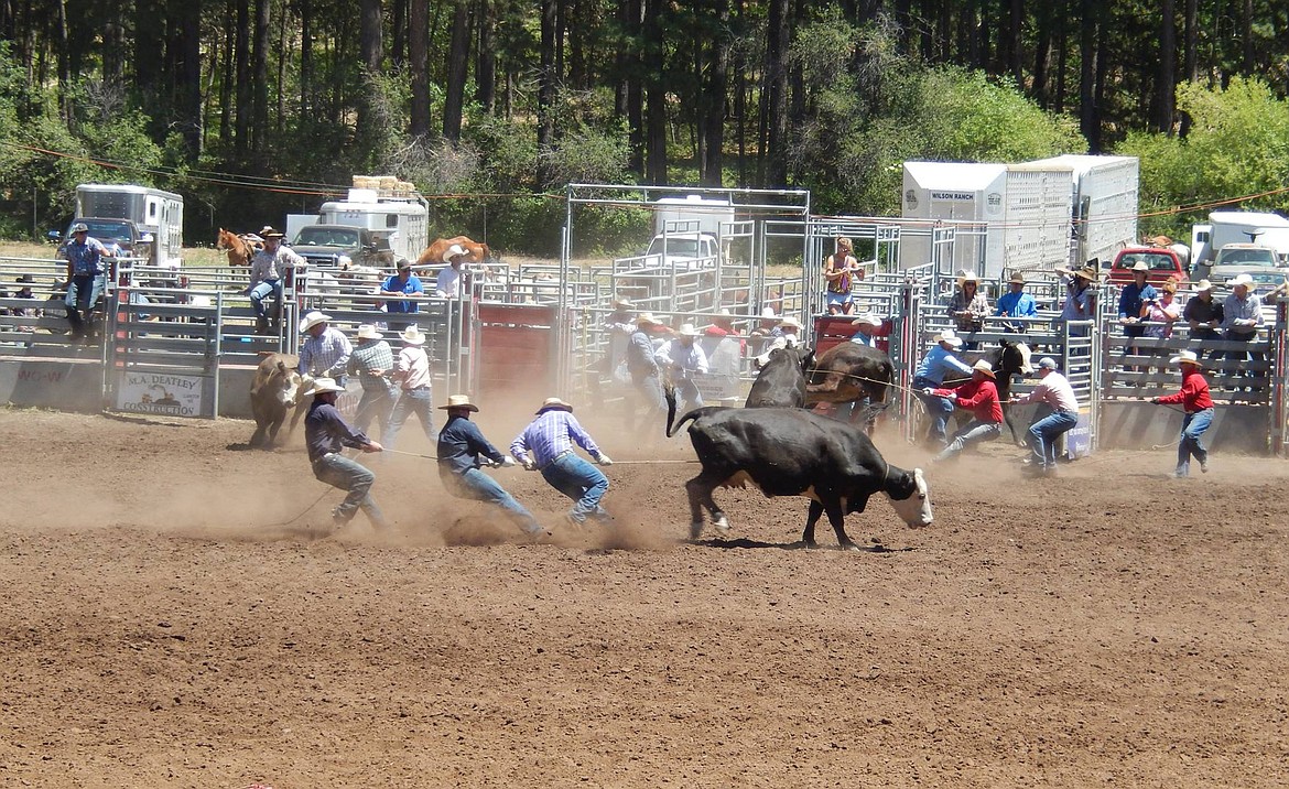 Merchant cow milking is a rodeo event unique to the Alder Creek Pioneer Picnic and Rodeo, held every June in Bickleton.