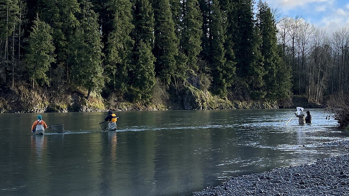 Recreational fishermen catch smelt on the Columbia River. Gov. Jay Inslee has signed new legislation requiring Washington fishers to possess a recreational fishing license for freshwater smelt, crawfish and carp.