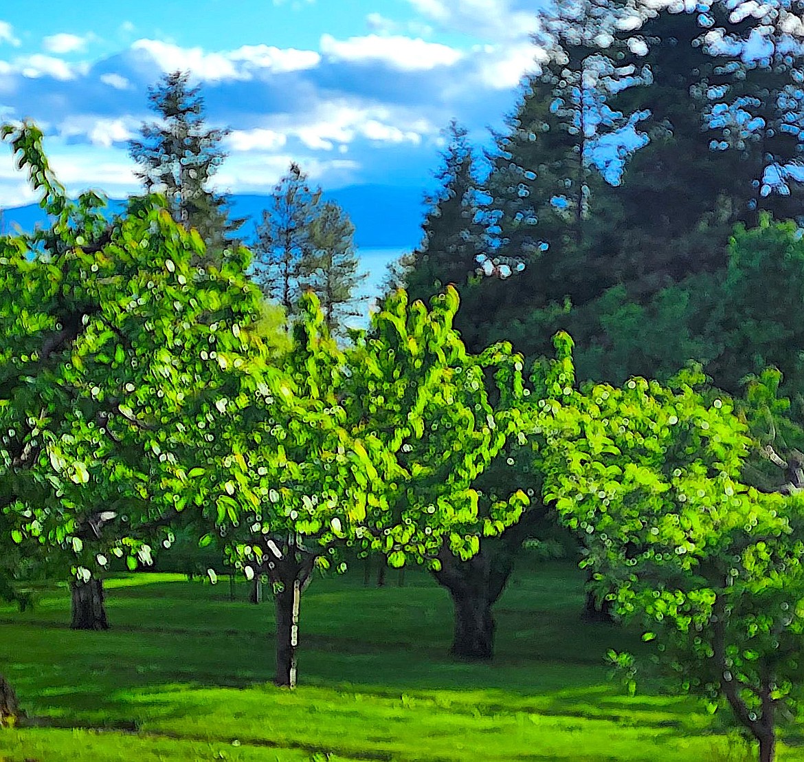 Although Cherry trees near Blue Bay look healthy, last winter's cold spell will deprive many of fruit this year. (Berl Tiskus/Leader)