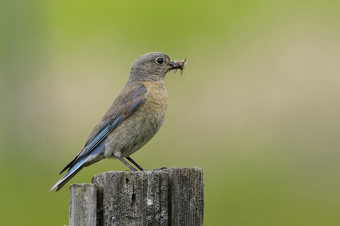 While walking around the Cougar Bay Preserve James Fillmore of Coeur d'Alene  got this photo of a female Western Bluebird. "It was tending a bird house so it probably had chicks to feed," Fillmore wrote.