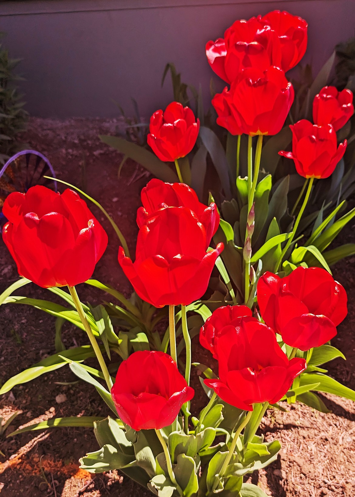 Jack Staff shared this Best Shot of red tulips making an appearance in the garden. If you have a photo that you took that you would like to see run as a Best Shot or I Took The Bee send it in to the Bonner County Daily Bee, P.O. Box 159, Sandpoint, Idaho, 83864; or drop them off at 310 Church St., Sandpoint. You may also email your pictures to the Bonner County Daily Bee along with your name, caption information, hometown, and phone number to news@bonnercountydailybee.com.