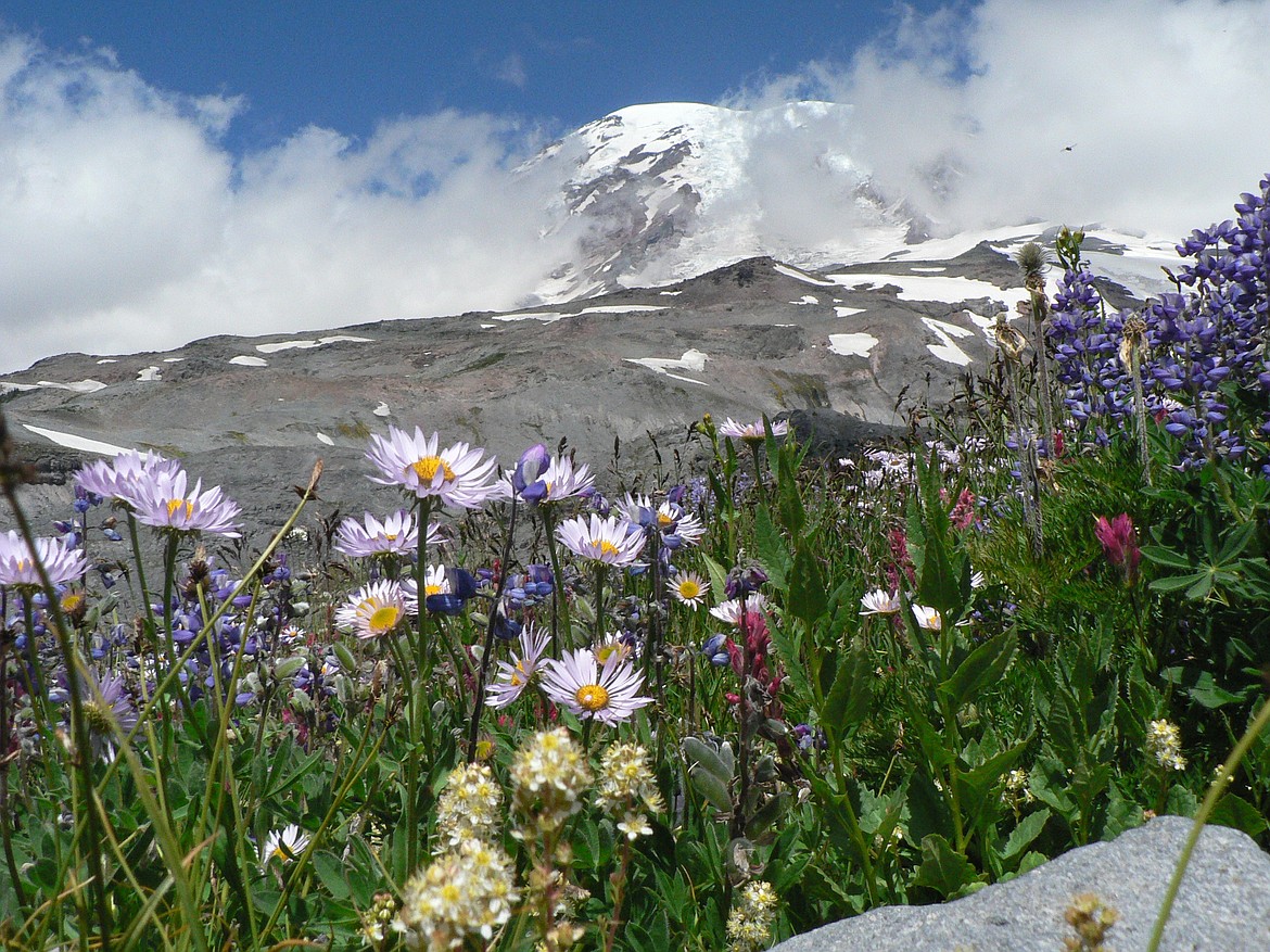 Mount Rainier National Park, on the slopes of Washington’s tallest peak, breaks out in colorful wildflowers. The park is about a three-hour drive from Grant and Adams counties, depending on where exactly you live.