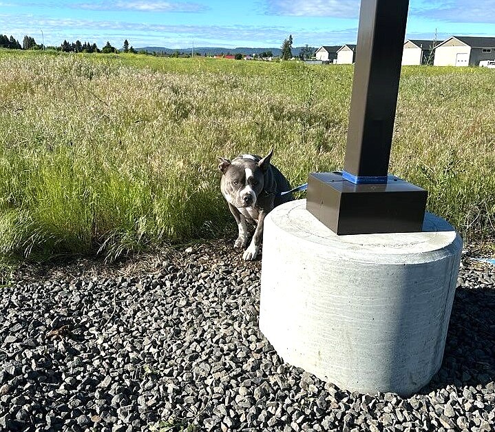 A pit bull that was left tied up outside Companions Animal Center on Tuesday crouches next to a light post.