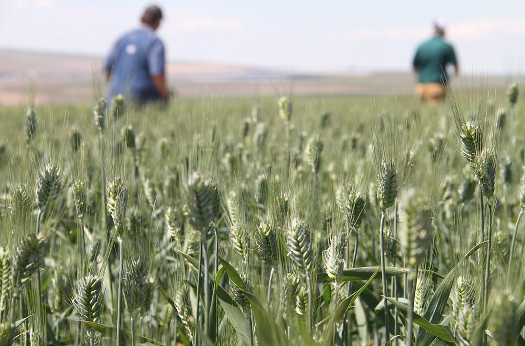 Lind Field Day participants walk through research fields near the station during a past tour.