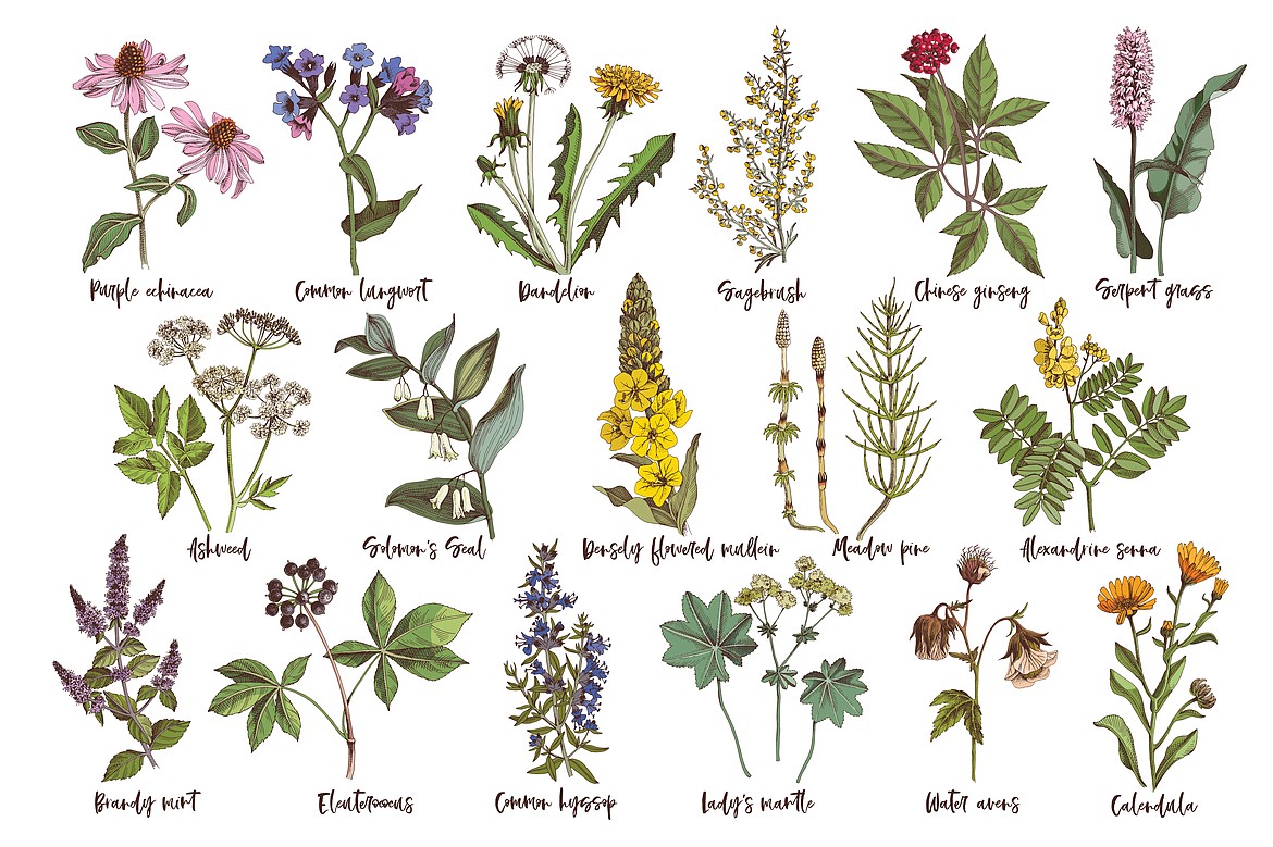 An illustration showing medicinal herbs.