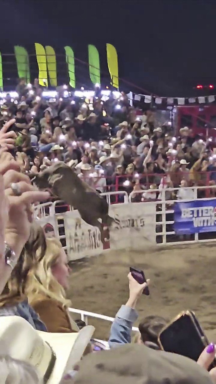 This image taken from video shows a rodeo bull hopping a fence during the 84th Sisters Rodeo on Saturday, June 8, 2024, in Sisters, Ore. The bull ran through a concession area into a parking lot, injuring at least three people before wranglers caught up with it, officials said. (Danielle Smithers via AP)