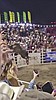 Rodeo bull hops fence at Oregon arena, injures 3 before being captured