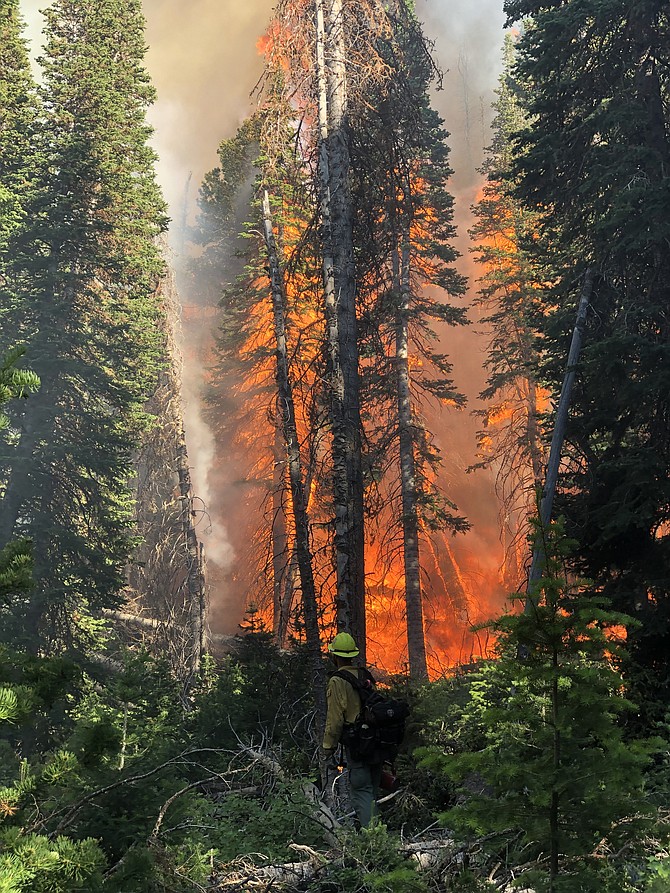 Kyle Wacholz, through his company Panhandle Timber Defense, is working to mitigate the economic risks posed by catastrophic wildfires in the Idaho Panhandle region.