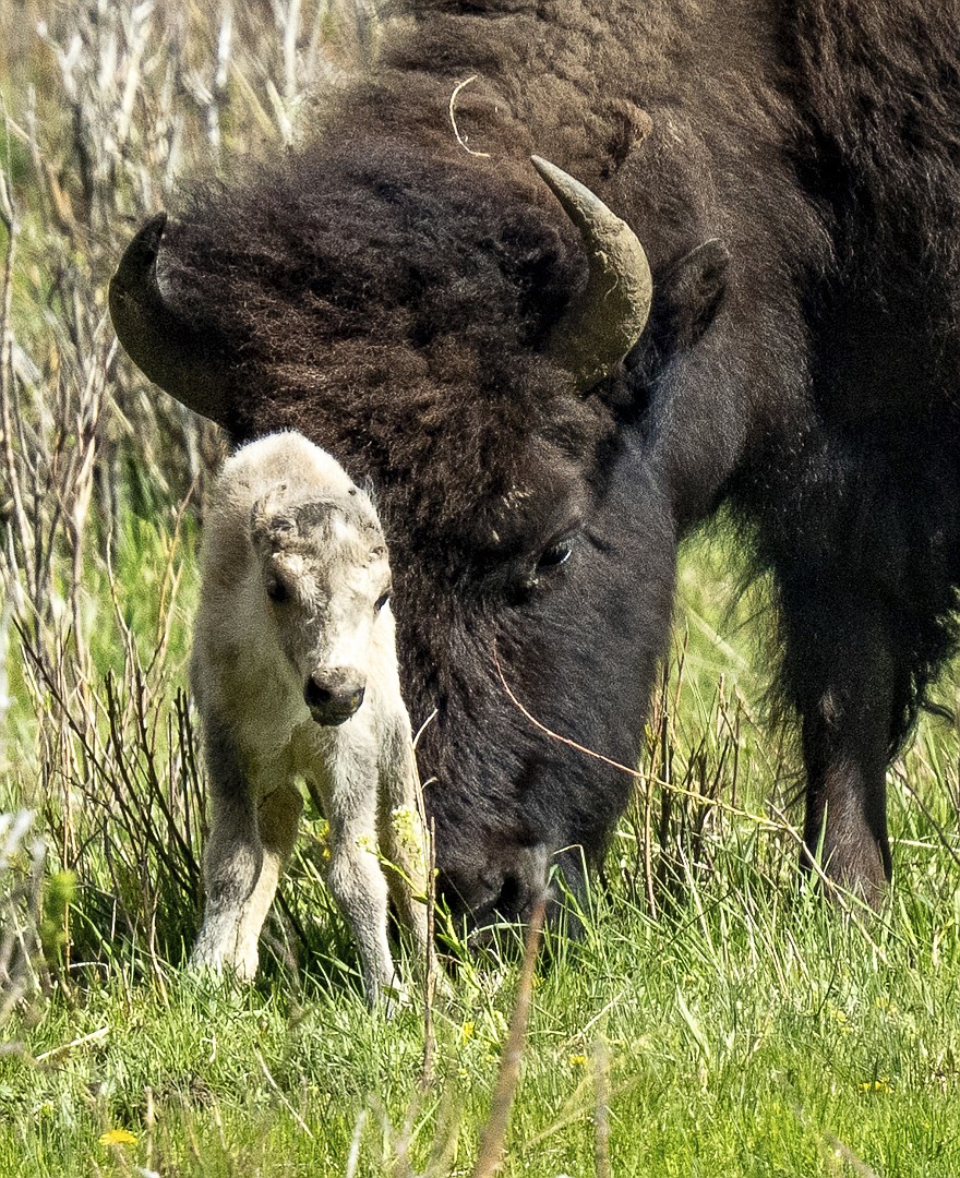 A rare white buffalo calf, reportedly born in Yellowstone National Park's Lamar Valley, is shown on June 4, 2024, in Wyo. The birth fulfills a Lakota prophecy that portends better times, according to members of the American Indian tribe who cautioned that it’s also a warning more must be done to protect the earth and its animals. (Erin Braaten/Dancing Aspens Photography via AP)