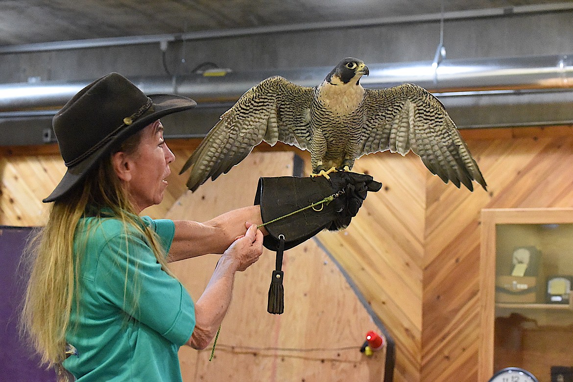 Northwest Birds of Prey's Janie Veltkamp and "Luna," a peregrine falcon at Libby Dam's event June 1, 2024, to celebrate International Migratory Bird Day and National Kids to Parks Day. (Scott Shindledecker/The Western News)