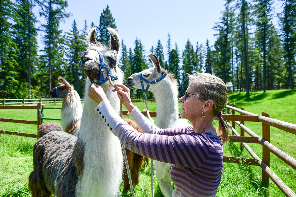 Nancy Carpenter threads a lead rope through the halter of one of her llamas named Tomahawk on Wednesday, June 12. (Casey Kreider/Daily Inter Lake)