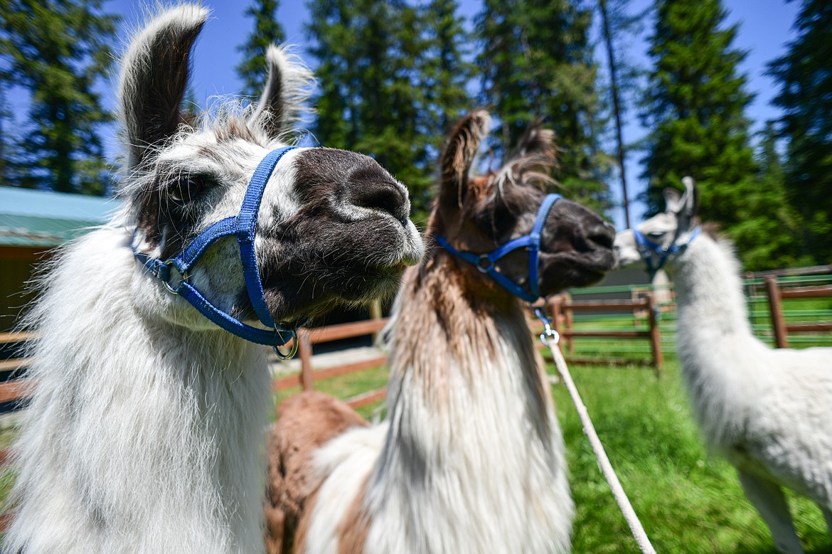 Nancy Carpenter's llamas Tomahawk, Echo and Jackson on Wednesday, June 12. (Casey Kreider/Daily Inter Lake)