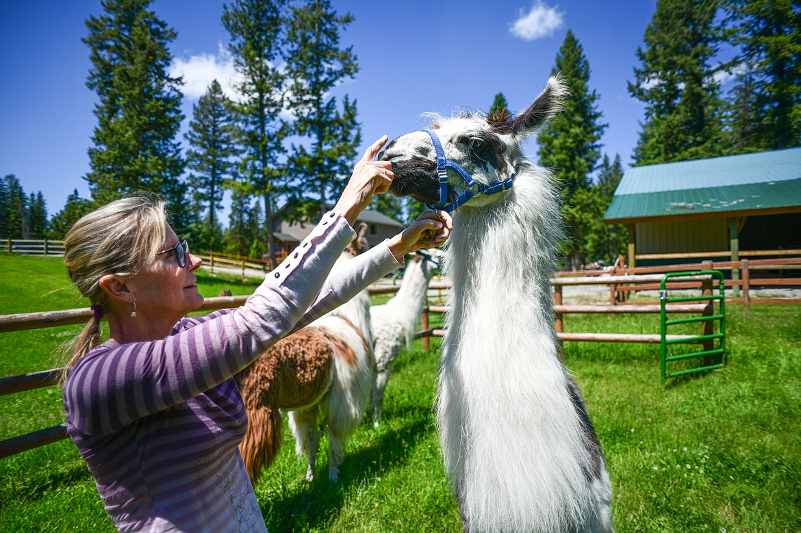 Nancy Carpenter holds on to the halter of one of her llamas named Tomahawk on Wednesday, June 12. (Casey Kreider/Daily Inter Lake)