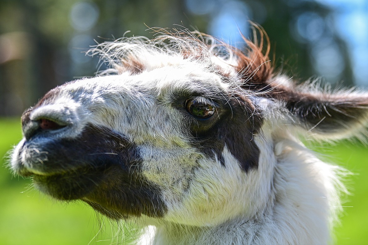 Tomahawk, one of Nancy Carpenter's llamas on Wednesday, June 12. (Casey Kreider/Daily Inter Lake)