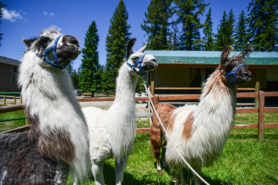 Nancy Carpenter's llamas Tomahawk, Jackson and Echo on Wednesday, June 12. (Casey Kreider/Daily Inter Lake)