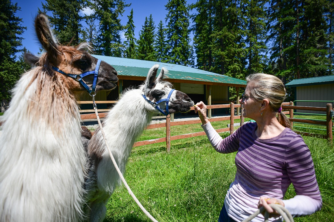 Nancy Carpenter hands out a few treats to her llamas named Echo and Tomahawk on Wednesday, June 12. (Casey Kreider/Daily Inter Lake)